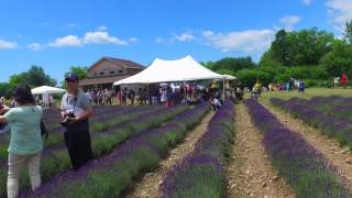 PEC lavender Festival Walk Through [upl. by Jay]