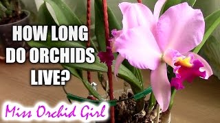 How long do orchids live  Understanding how orchids grow [upl. by Oman]