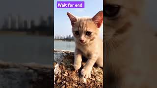 🤩cat dance funny shortvideo comedy funnypictures funnyvideos viralvideo jokes funnyviral [upl. by Arval]