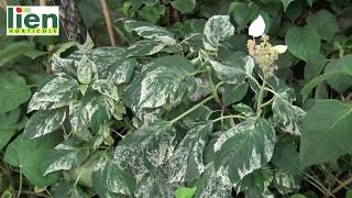 Schizophragma Burst of light®  Innovert® dor 2018 [upl. by Gibeon]