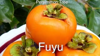 Growing a grafted Persimmon Tree  Fuyu  Dwarfing techniques [upl. by Odradlig]