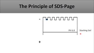 The principle of SDS PAGEa full and clear explanation of the technique and how does it work [upl. by Honan638]