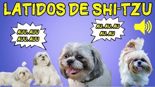 Som de Shitzu Latindo  Latidos de Shitzu  Som de Cachorro Latindo [upl. by Gnouc]