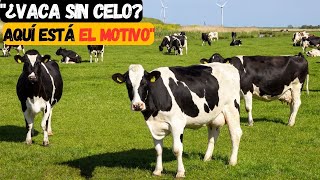 porque mi vaca lechera no entra en celo guia completa [upl. by Nima]