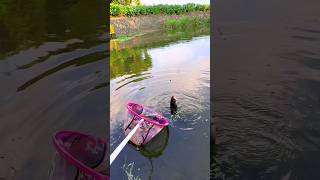 Hook Fishing In River 🎣 By Best Fish Bait 🌽 fishing hookfishing fish [upl. by Yattirb]