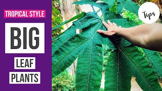 BIG LEAF PLANTS for a tropical style garden [upl. by Arualana]