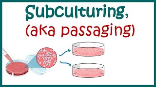 Subculturing cells  Cell culture basics [upl. by Callery]