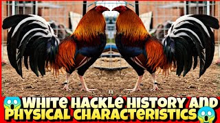 White hackle history and physical characteristics [upl. by Omor]