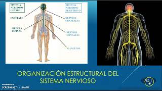 GENERALIDADES DEL SISTEMA NERVIOSO [upl. by Uos403]