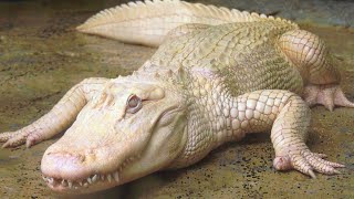 Rare Albino Alligator Finds Tranquility in Safe Space [upl. by Schulein529]