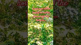 Aratilis plant☘️shortsvideo viewing sunset 🌇 [upl. by Shannen]