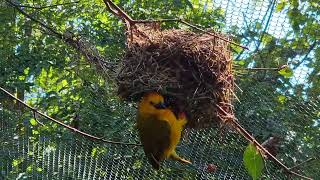 Taveta golden weavers [upl. by Adekahs]