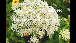 Growing Angelica From Seed  The Hagon Jones Homestead [upl. by Nnairahs]