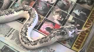 white sided rat snake [upl. by Hartmunn]