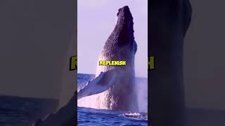 Why Do Whales Spout Water From Their Heads 🐋🌊🧐 [upl. by Oniratac]