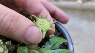 Dorstenia foetida launching seeds in slow motion [upl. by Domela619]