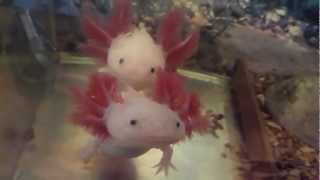 Axolotl Ambystoma Mexicanum HD [upl. by Dahc]