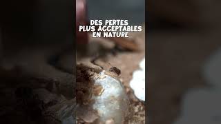 Minuscule  The Ants  Les Fourmis Season 2 [upl. by Nilac]