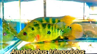 Amphilophus trimaculatus cichlid in my hatchery [upl. by Naltiak146]