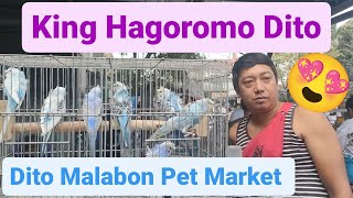 Vlog328 Albino Opaline😱😱😱Creamino Opaline😱😱😱Green Dilute Pale Fallow😱😱😱Hagoromo Parakeets ⚡😱🦜🦜🦜 [upl. by Nakashima]