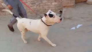 Gultair Bully Dog  Tuckar walk time youtube [upl. by Atinet971]