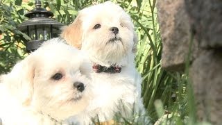 These Shichon Puppies Are Inseparable [upl. by Audi483]