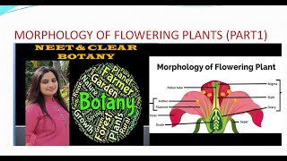 MORPHOLOGY OF FLOWERING PLANT [upl. by Kreegar919]