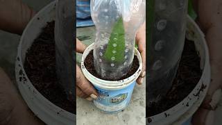 Grow mango plant from mango leavesmango tree graftingshortgrowmango [upl. by Allertse568]