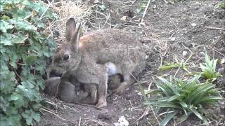 Wild baby rabbit feeding time [upl. by Asilad]