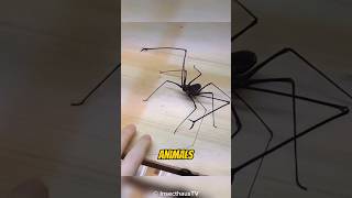 Tailless Whip Scorpion  An Animal With a Peculiar Appearance [upl. by Ivie]