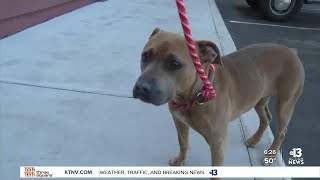 Pet of the week 3yearold Pit Bull mix ready for adoption [upl. by Eniroc]