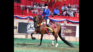 Trainers Review Ali Brady on the Hunter SG Saddle amp Show Hunter Snaffle Bridle [upl. by Slifka]