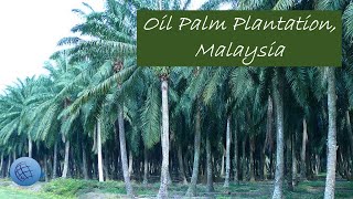 Oil Palm Plantation Malaysia [upl. by Ymaral]