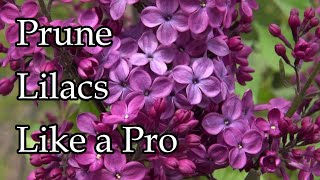 Expert Tips on Pruning Lilacs [upl. by Gnav]