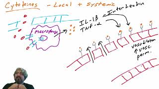 Cytokines and their local effects [upl. by Nertie924]