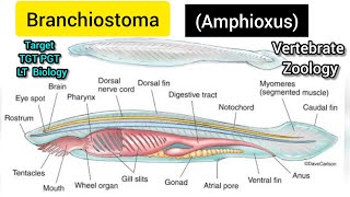 Branchiostoma amphioxus  Amphioxus diagram  Body Structure of Amphioxus [upl. by Stevena]