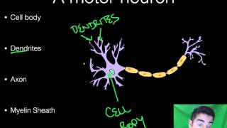 AP Psychology  BioPsych  Part 1  Neurons [upl. by Eixirt]