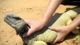 American girl Hunted and catching uromastyx in Saudi Arabia [upl. by Corley148]