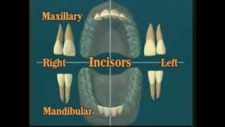 V102 Dental Anatomy All About Teeth [upl. by Halyak]