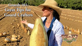 Gourds 101 A Quick Start Guide to Gourds [upl. by Rattan]