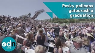 Pesky pelicans gatecrash a graduation ceremony [upl. by Trelu]