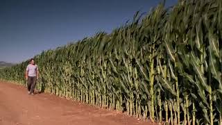 CARA BUDIDAYA JAGUNG MODERN  SUARA PETANI  CORN FARMING [upl. by Nagad]