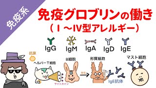 免疫グロブリンの働き（1型、2型、3型、4型アレルギーの機序） [upl. by Center]