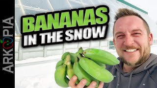 Growing Bananas in 30C in Canada in a Passive Solar Greenhouse [upl. by Sirovart]