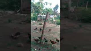 Australorp and Rhode Island Red Chickens of Uncle Andrew Andots chicken farm [upl. by Oryaj597]