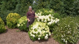 Which Panicle Hydrangea is Right For You  Part Two Dwarfsized Hydrangeas [upl. by Maiga592]