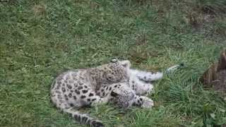 Cute snow leopard cubs playing Kernhof 22092012 [upl. by Ydurt]