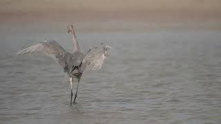 The Amazingly Active Reddish Egret Running Around to Forage [upl. by Kenon]