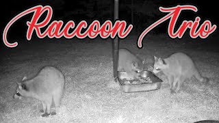 Family of 3 Raccoons Friends Feeding Wildlife Live TV Live Critter Cam Wild Life Animals in the Wild [upl. by Layney]