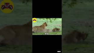 The moment a lion attacks a Leopard animalworld bigcat wildlife shots video4k [upl. by Adnamor]